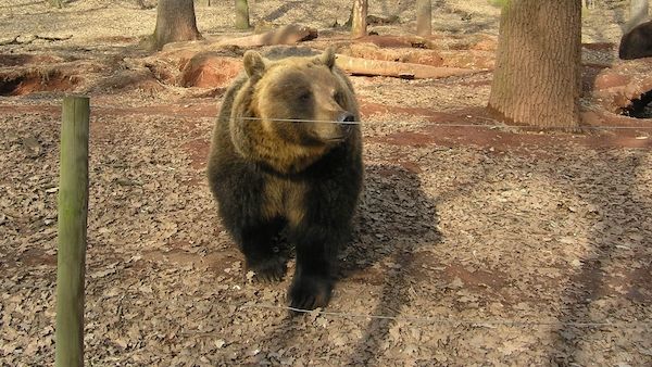 Medvěd je vegetarián, tvrdil slovenský ministr životního prostředí